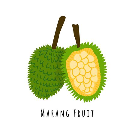 Marang or bread fruit flat vector illustration. Cartoon slices of exotic, tropical fresh fruit. Clipart with typography. Isolated icon for healthy cooking menu, design elementのイラスト素材