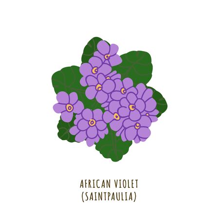 African violet flat vector botanical illustration. Hand drawing of exotic, tropical flower. Isolated plant clipart with typography. Icon, design element for florist shop businessのイラスト素材
