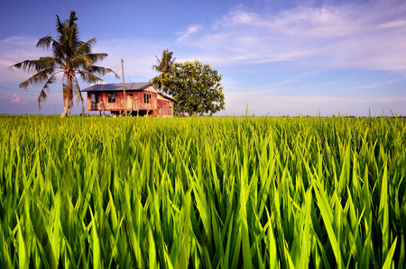 Traditional malay village house in paddy fieldのeditorial素材