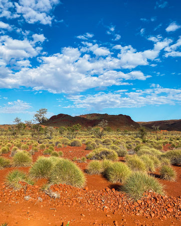 Australian outback landscape featuring red desert and spinifex grass