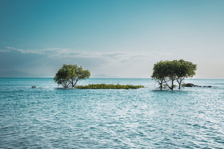 Mangrove trees growing in tranquil ocean water seascape