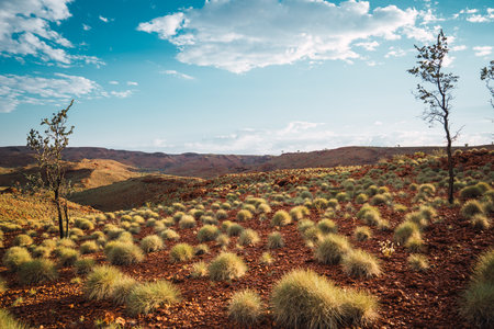 Australian outback landscape with red soil and spinifex grass