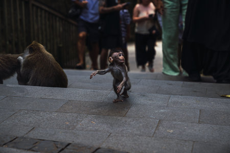 Baby macaque monkey walking on steps in bali
