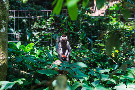 Crab-eating macaque monkey holding fruit looking up