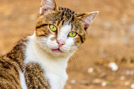 portrait of a tabby cat with beautiful eyesの写真素材