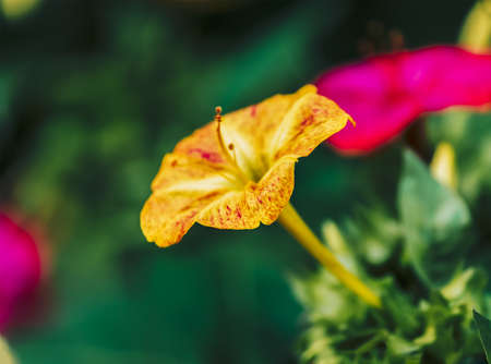 yellow with orange stripes Mirabilis jalapa, the marvel of Peru or four o'clock flowerの写真素材
