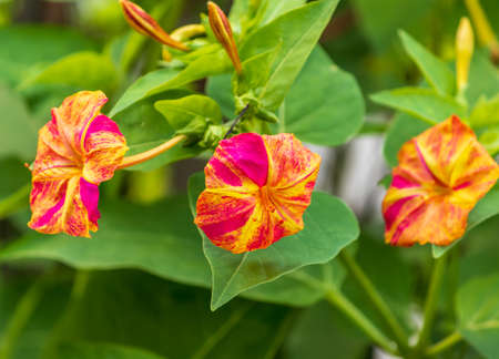 red with yellow stripes Mirabilis jalapa, the of Peru or four o'clock flowerの写真素材