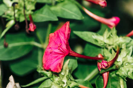hot pink Mirabilis jalapa, the of Peru or four o'clock flowerの写真素材
