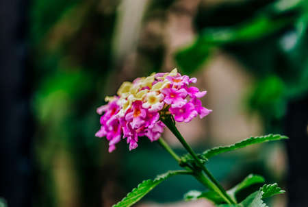 Lantana Camara, common Lantana, Spanish flag, big, wild or white sage,tickberry, West Indian Lantanaの写真素材