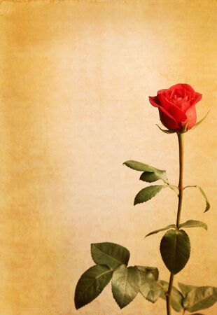 grunge paper background with red roseの写真素材