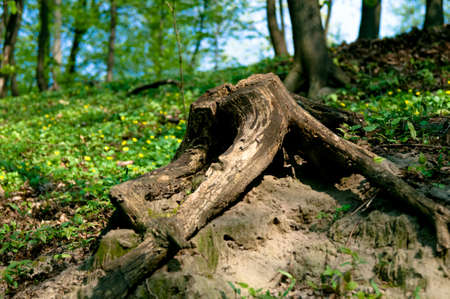 Stub in wood