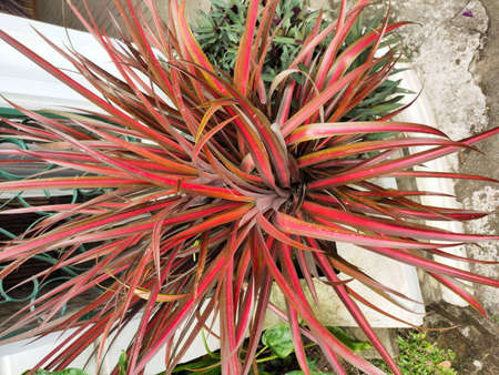 Medan, Indonesia - January 27, 2021: Beautiful flowers in the garden, Medan City, Indonesia.の写真素材