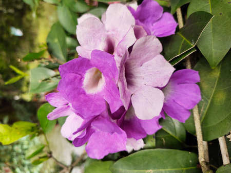 Medan, Indonesia - January 27, 2021: Beautiful flowers in the garden, Medan City, Indonesia.の写真素材
