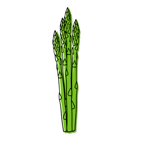 Illustration of a bunch of asparagus in a linear style.のイラスト素材