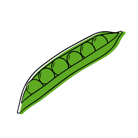 Illustration of a ripe peas in a linear style.のイラスト素材