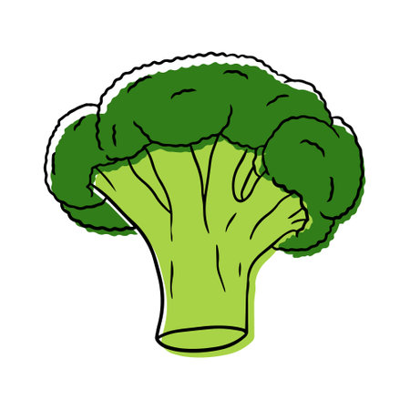 Illustration of a ripe broccoli in a linear style.のイラスト素材