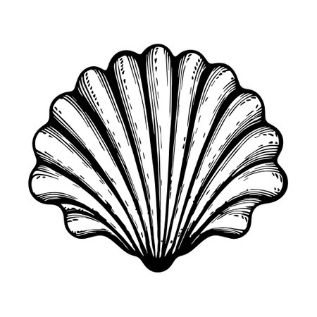 Illustration of sea shell in engraving style.のイラスト素材