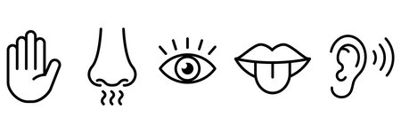 Five senses icons design in linear style.のイラスト素材