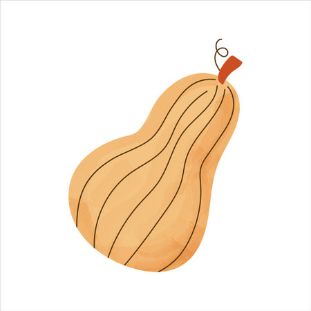 Watercolor butternut squash, fresh pumpkin. Autumn harvest vegetable for Thanksgiving or Halloween. Fall veggie icon. Hand drawn flat vector illustration isolated on white backgroundのイラスト素材