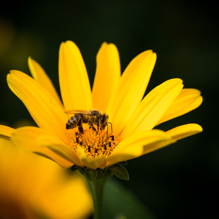 A bee busy drinking nectar from the flowerの写真素材