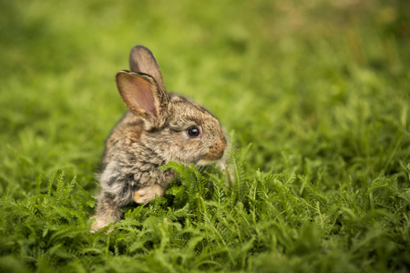 Little rabbit on green grassの写真素材