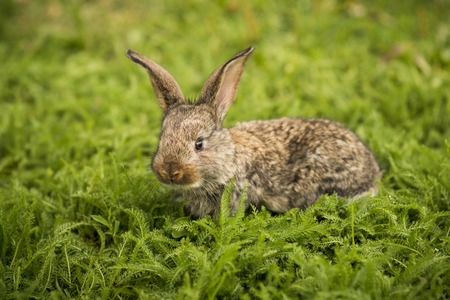 Little rabbit on green grassの写真素材