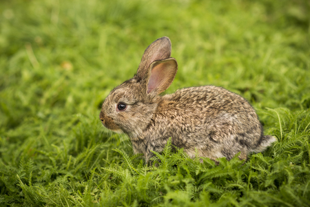 Little rabbit on green grassの写真素材