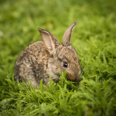Little rabbit on green grassの写真素材