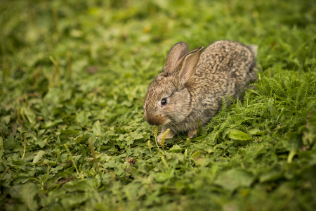 Little rabbit on green grassの写真素材