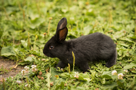 Little rabbit on green grassの写真素材