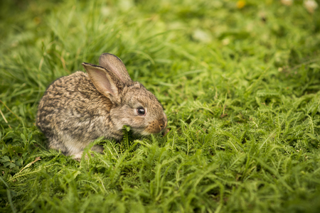 Little rabbit on green grassの写真素材