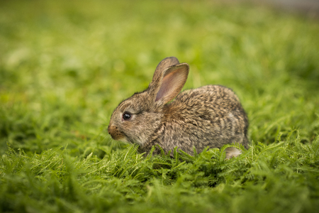 Little rabbit on green grassの写真素材