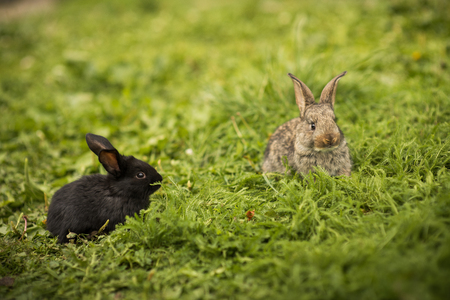 Two little rabbit on green grassの写真素材