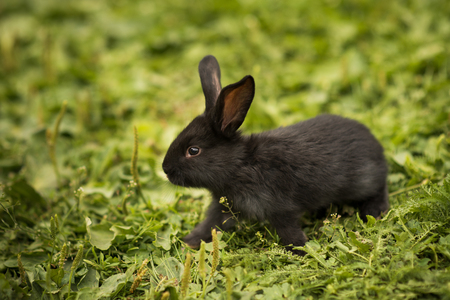 Little rabbit on green grassの写真素材