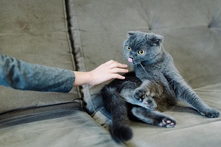 A cute little girl spends her time with her sweet cat. Gray cat and cute girlの写真素材
