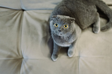 The gray cat with yellow eyes lies on a sofa. A pet for a girlの写真素材