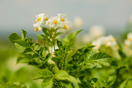 Potato bush blooming with white flowersの写真素材
