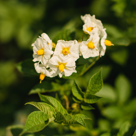 Potato bush blooming with white flowersの写真素材