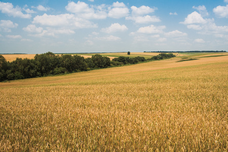 Golden wheat field with blue skyの写真素材