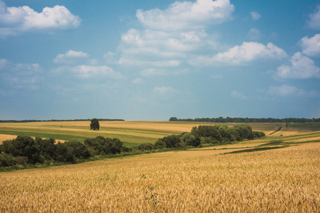 Golden wheat field with blue skyの写真素材