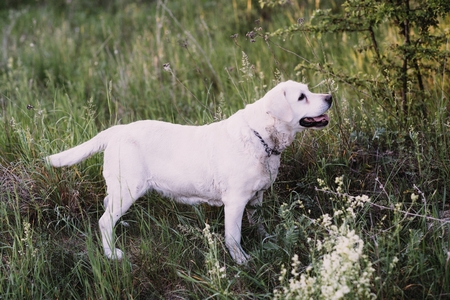 Dog, breed of labrador, lies on grassの写真素材