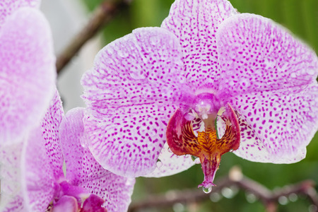 Purple orchid with droplets of water on the surface after rain.の写真素材