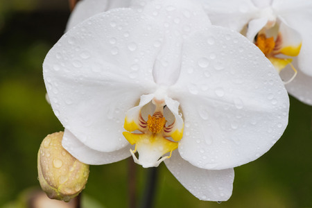 White orchid with droplets of water on the surface after rain.の写真素材