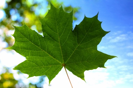 nature, green leafの写真素材