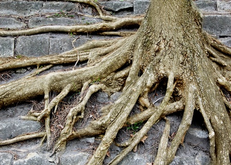 mighty lonely tree on a rockの写真素材