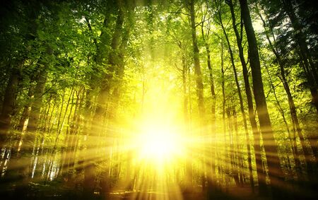 beautiful sunset in the forest natural backgroundの写真素材