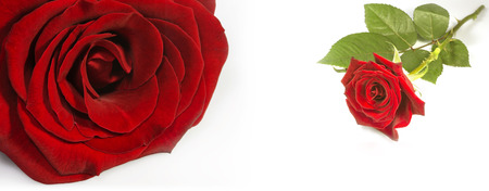 red roseの写真素材