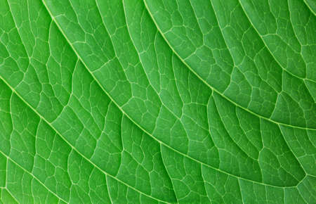 natural background, structure of green leaf