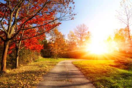 beautiful landscape, sunny autumn morning in the parkの写真素材