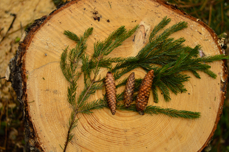The lump lying on the ground - old pine needles in the forest.の写真素材